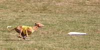 2013 IHCUS National Specialty Lure Coursing.  Photos courtesy of Alicia Kittrell.