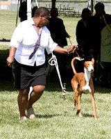 Kalamazoo Kennel Club may, 2013